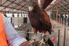 Este halcón es el terror de las palomas en el Metro en CDMX