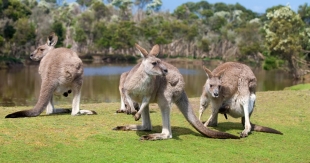 En Australia, millones de canguros podrían morir de hambre; evalúan sacrificarlos