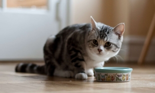 ¿Tu gato rasca el suelo cuando come? Esta podría ser la razón