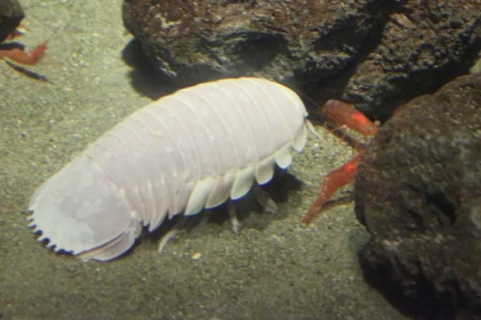 Cochinilla gigante es descubierta en el Golfo de México y se parece a…¿Darth Vader?