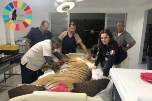 México tiene el primer hospital de animales salvajes en AL