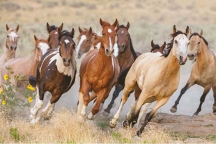 Cambiando la historia: los caballos habrían llegado a América mucho antes de lo pensado