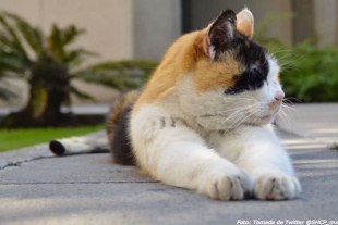 Se unen para evitar salida de gatos de Palacio Nacional