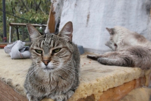 Mascotas abandonadas; la otra pandemia en México