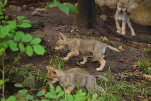 Nacen 5 crías de lobo mexicano en el zoológico de Chapultepec