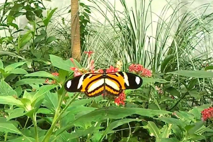 Inaugura UAEM mariposario en Malinalco este año