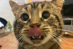 ¡Nace una nueva estrella en TikTok! Él es “Fishtopher”, el gato de la cara triste