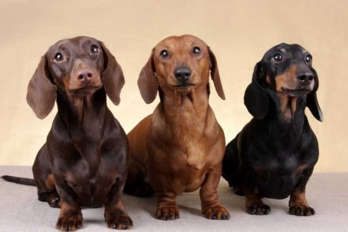 Durante los últimos días este país europeo ha entrado en el debate de si criar perros salchichas 