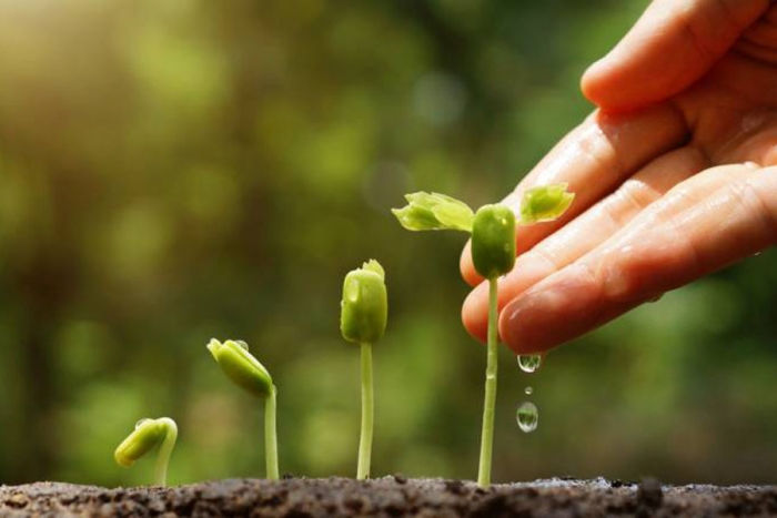 El asombroso proceso de florecimiento que esconden las plantas