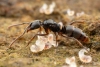 18 nuevas especies invasoras ingresan en la lista negra de la biodiversidad europea