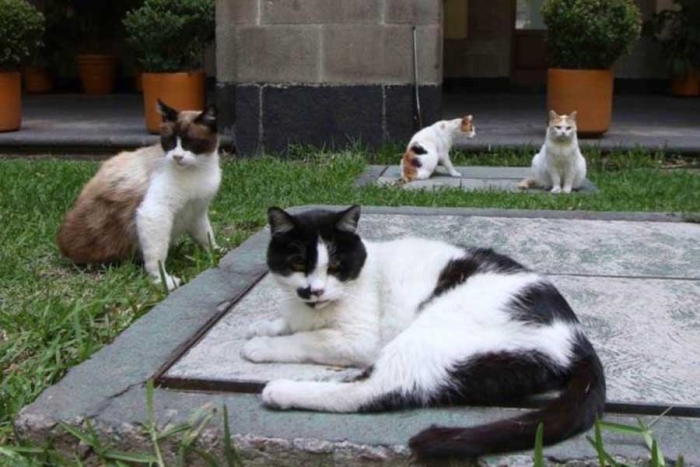 Los gatitos que residen actualmente en Palacio Nacional serán reconocidos como “activos fijos vivos”