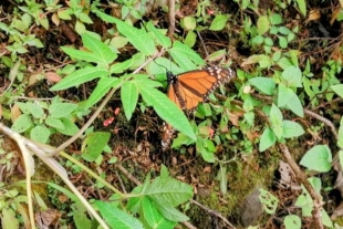 Almas de invierno: Mariposa Monarca llega a los bosques mexiquenses