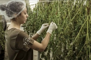 Lanzan diplomado en cannabis medicinal