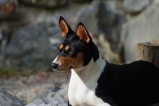 El genoma del “perro que no ladra” podría ayudar a descifrar la evolución de los canes