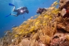 Restos de cremas solares ponen en riesgo los arrecifes de colares del Caribe