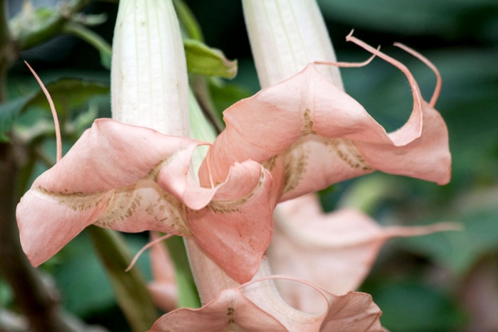 Floripondio: la peligrosa planta alucinógena