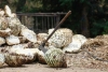 Malinalco: digno representante mezcalero del Edomex