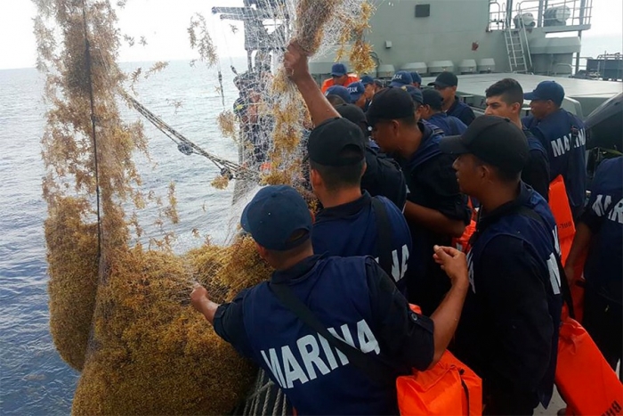 Limpian costas del caribe, recolectan 10 toneladas de sargazo