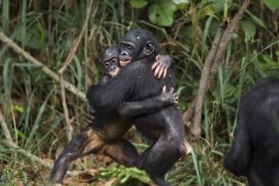 ¡Amigos por siempre! Los simios reconocen a sus amistades aunque no las vean en 25 años