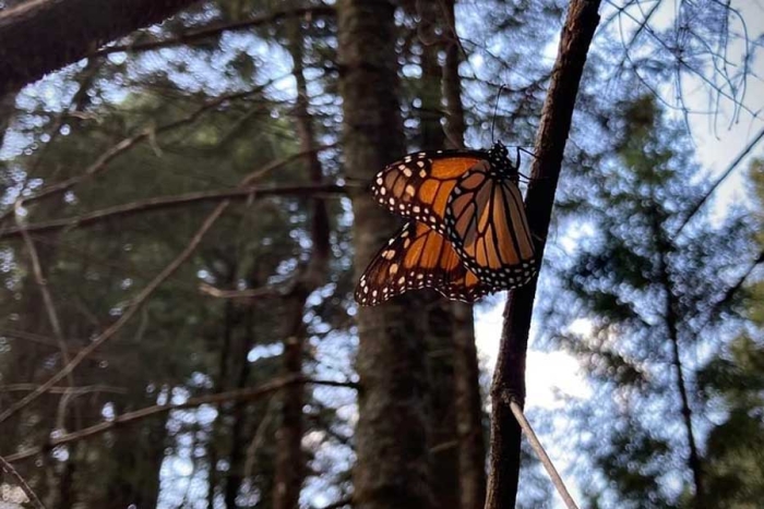 Disminuye 40 % migración de mariposa monarca en zona boscosa del Edoméx