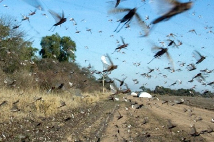 Plaga de langostas azota al “granero del mundo”: Argentina