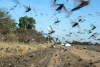 Plaga de langostas azota al “granero del mundo”: Argentina