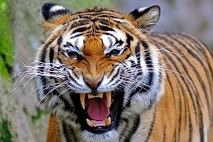 ¡Terrible! Tigres asegurados en Guerrero mueren de hambre