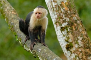 Comunidad de monos capuchinos vive su propia edad de piedra