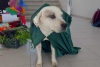 #JusticiaParaIngeniero: matan a perrito adoptado por alumnos de una universidad poblana