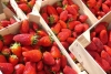 EU investiga posible contaminación de hepatitis A en fresas importadas de Baja California
