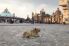 Otra vez olvidan perros en la Basílica de Guadalupe