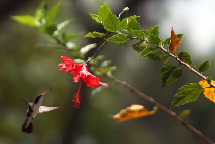 Colibríes detienen temporalmente la expansión de un polémico oleoducto en Canadá