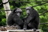 ¡Salieron platicadores! Los chimpancés sostienen “conversaciones” similares a las de los humanos