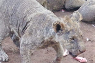 Hallaron a más de 100 leones descuidados en un criadero de Sudáfrica