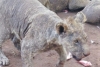 Hallaron a más de 100 leones descuidados en un criadero de Sudáfrica