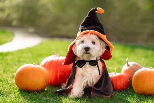 ¿Mascotas en casa? Así puedes cuidarlas en Halloween y Día de Muertos