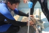 Morro Ayuta: un ejemplo de conservación de tortugas marinas en México