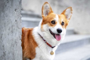 ¡Por las nubes! Precio de los perros corgis se eleva tras la muerte de Isabel II