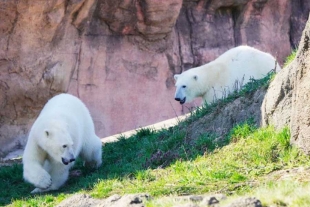 ¡Tienes que verlo! gemelas de oso polar se reúnen tras rechazo de su madre