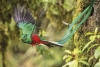 El quetzal, el ave sagrada de México