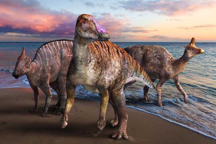 Increíble! Desentierran en Canadá un fósil de dinosaurio con restos de piel  auténtica