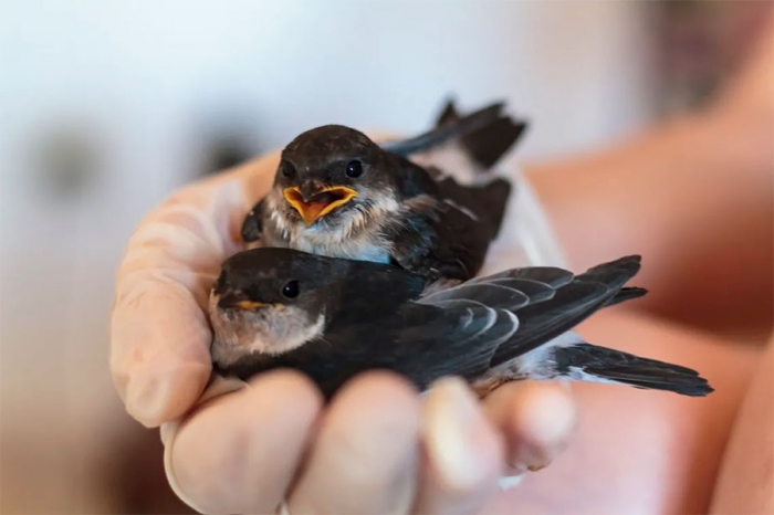 Cómo cuidar de un pájaro en casa