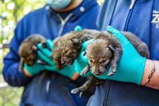 ¡Grandes noticias! Nacen tres camadas de lobo rojo, especie en peligro crítico de extinción