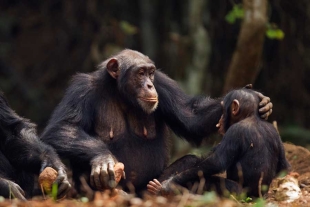 Avistan a chimpancés usando insectos para curar heridas de otros ejemplares