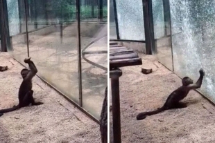 Mono le da filo a una roca para quebrar el vidrio de un Zoo