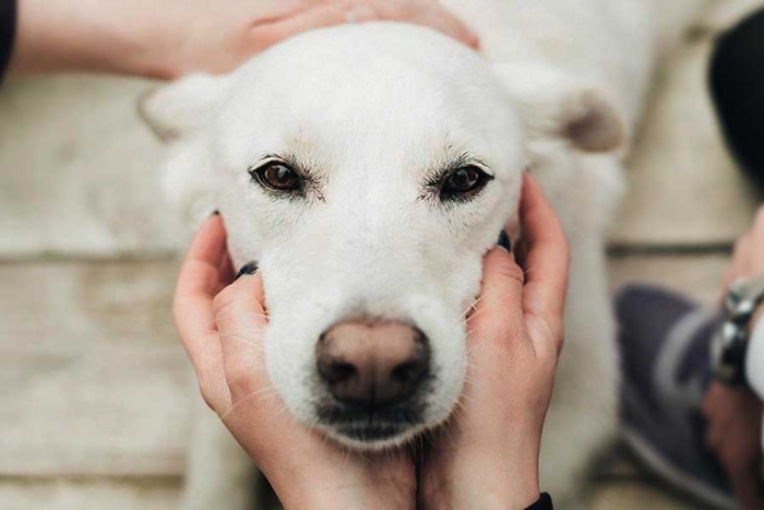 ¡No es broma! Acariciar perritos mejora nuestra salud, revela estudio