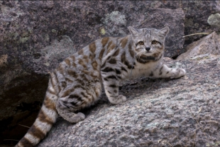 Avistan a gatos andinos, se creían extintos