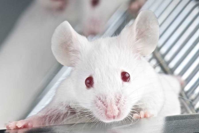 ¿Buena idea? Científicos conectan sangre de ratón joven a viejo y esto pasó