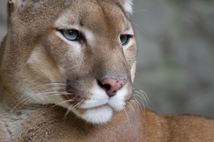 Buscan a puma en Valle de Bravo