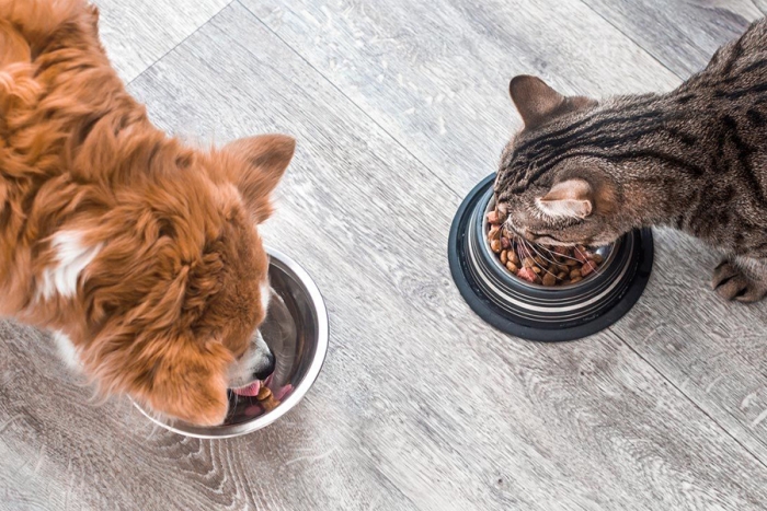 El alimento hecho a base de insectos para perros y gatos